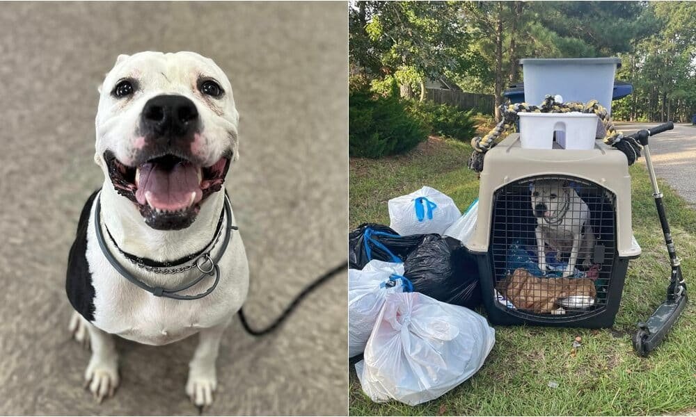 Cachorro jogado fora no lixo na Carolina do Norte encontra seu lar para sempre