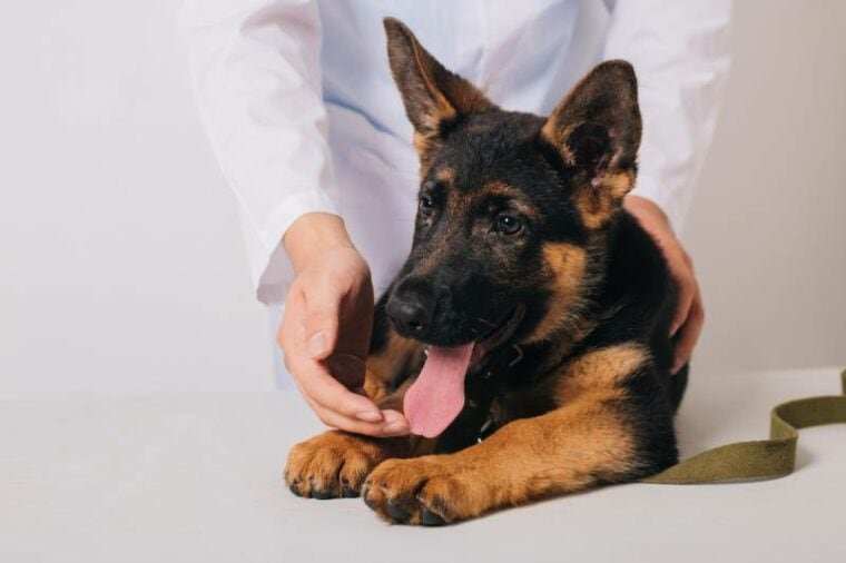 Cardiomiopatia dilatada em cães: sinais, causas e tratamento (resposta do veterinário)