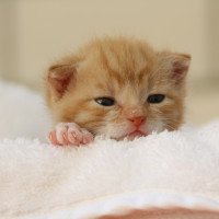 Como encontrar seguro para animais de estimação para seu novo gatinho