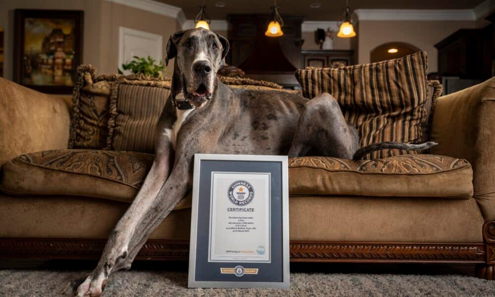 Zeus, o cachorro mais alto do mundo, morre após uma cirurgia de câncer