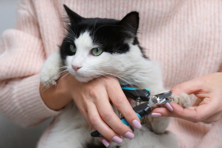 Alternativas para declamar gatos: 10 opções aprovadas pelo veterinário a serem consideradas