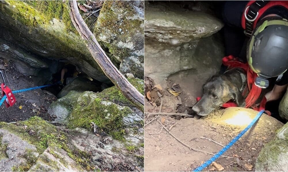Cão é resgatado e sobrevive após ficar preso por 3 dias em caverna com um urso