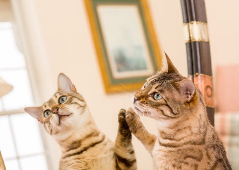 Por que seu gato arranha o espelho: 7 motivos comuns