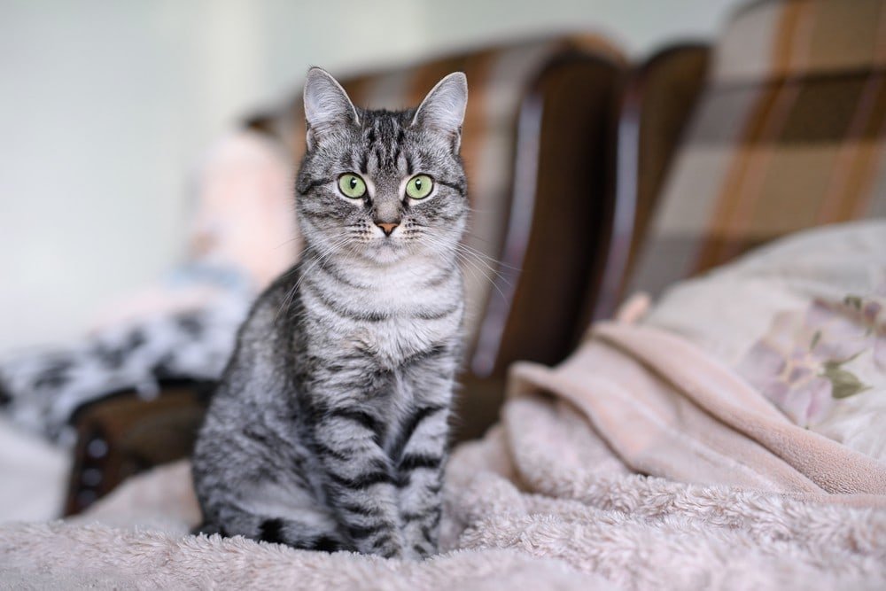 Quanto tempo vivem os gatos American Shorthair?  Vida média, guia de dados e cuidados