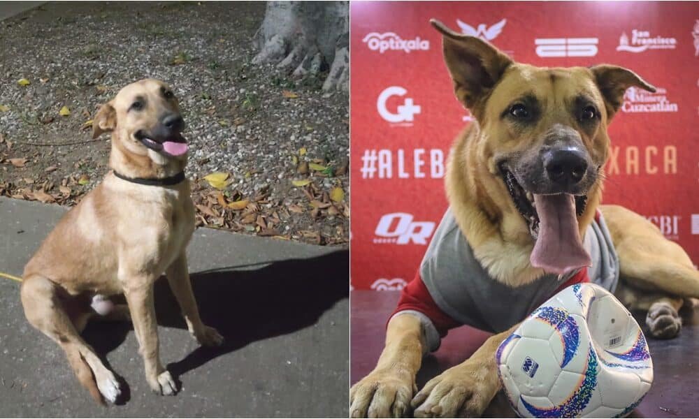 Seleção mexicana de futebol adota cachorro que invadiu campo durante uma partida