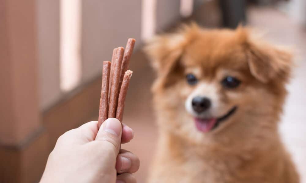 Novo estudo revela que cães preferem comida a brinquedos