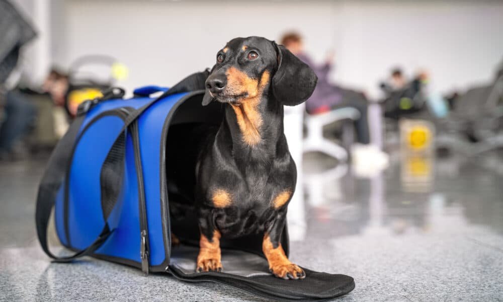 Companhia aérea perde o cachorro de um passageiro no aeroporto mais movimentado do mundo