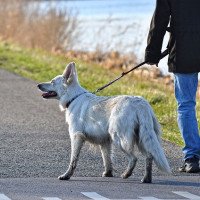 Passear com o cachorro: cinco dicas para passear melhor com o cachorro