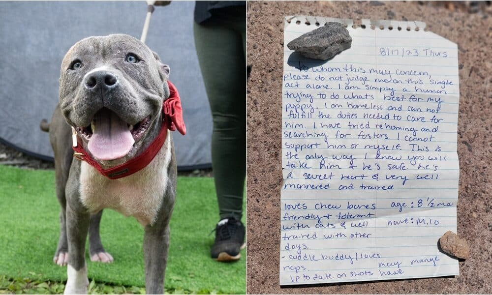 Shelter escreve uma carta aberta comovente depois de saber o motivo do proprietário deixar o cachorro no resgate