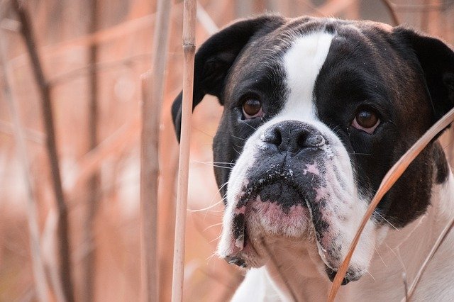Transtorno Compulsivo Canino: sintomas e como tratá-lo