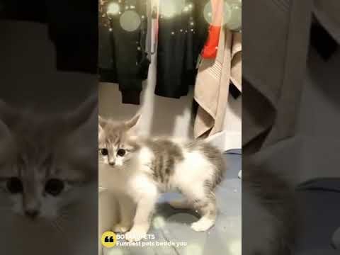 A atitude mais engraçada do gato 😄 Bichinhos fofos e engraçados 😄 Pets Botaku #shorts