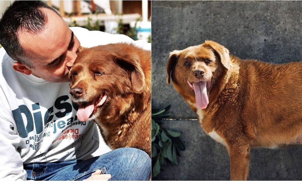 Bobi, o cachorro mais velho do mundo, falece aos 31 anos