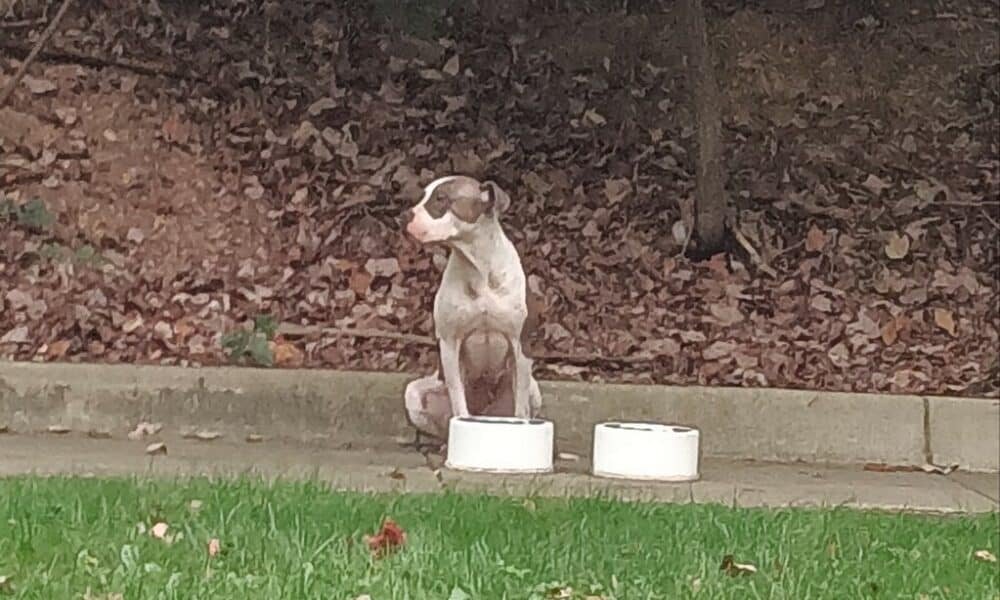 Cachorro abandonado com tigelas esperando pacientemente pelo dono agora em um orfanato