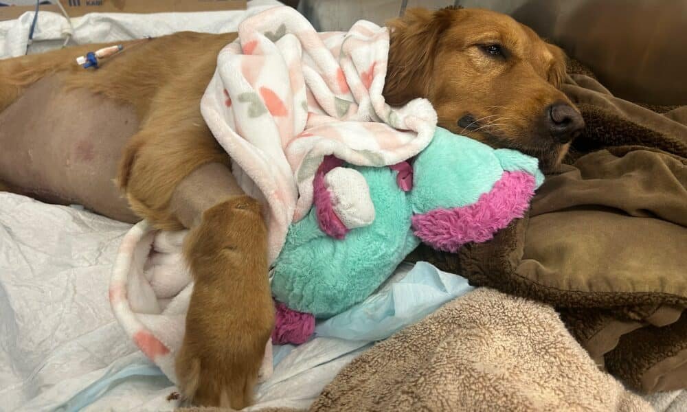 Golden Retriever que precisa de US$ 400 recebe ajuda de crianças da vizinhança que abriram uma barraca de limonada para ele