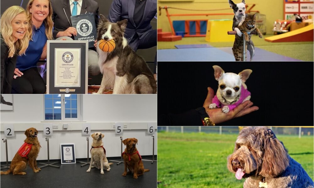 O Guinness World Records 2024 apresenta alguns dos recordes mais alucinantes estabelecidos por cães
