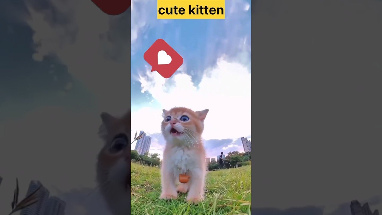 Vídeos de gatos 2023//😺 Baby Cute Cat ✅ (cat video) #shorts #animais #pets