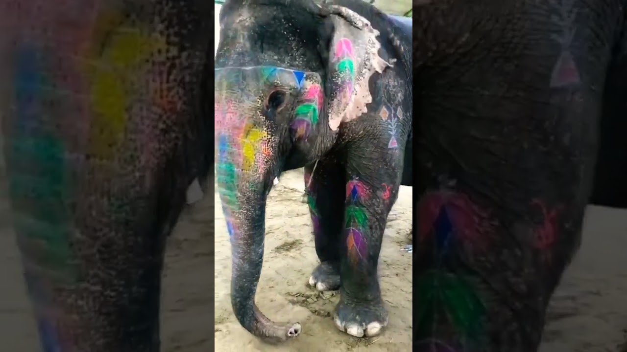 pinturas de elefante Jaya luv #elefante #animais #pets #petlover #shorts #youtubeshorts #viral #yt