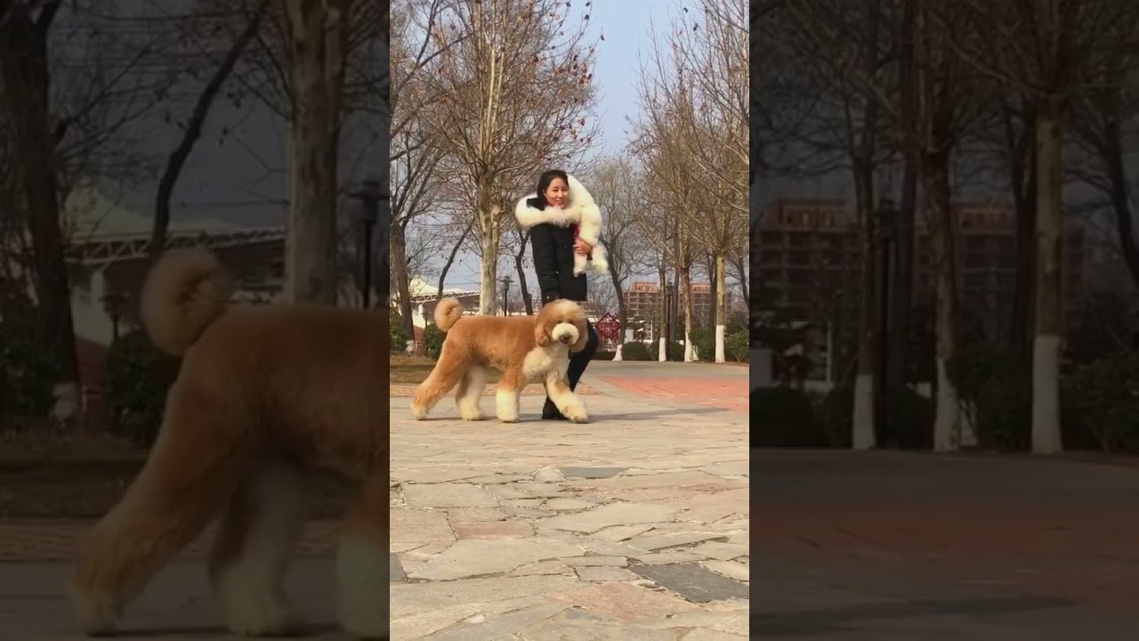 Cães Poodle gigantescos e fofos adoram ser carregados para todos os lugares 😍Engraçado🐩 #shorts #Animais de estimação