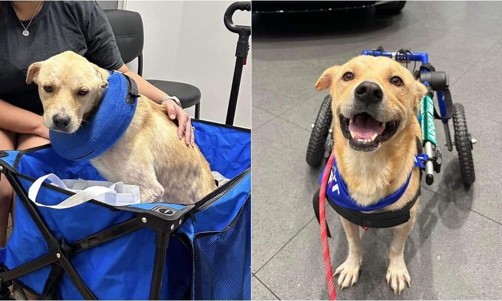 Cão de resgate que sobreviveu a um acidente de atropelamento está procurando um lar para sempre