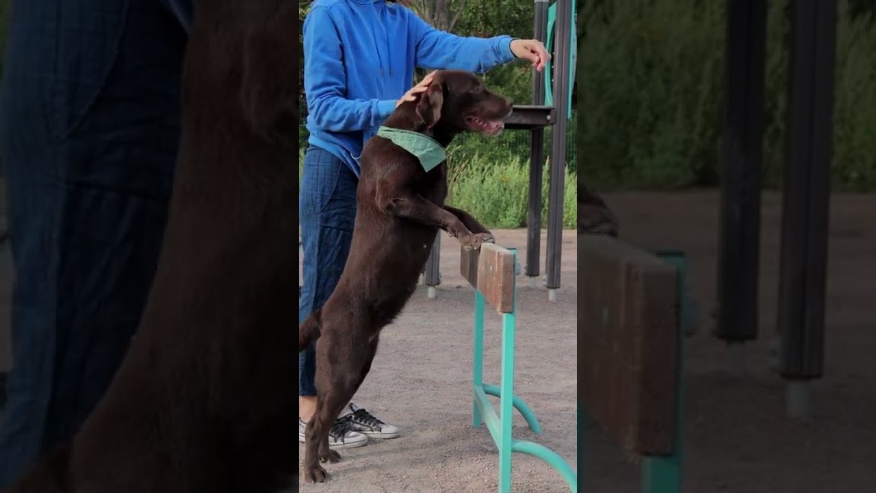 Como treinar cachorro Bloodhound, Amantes de animais de estimação fofos e engraçados, #Shorts