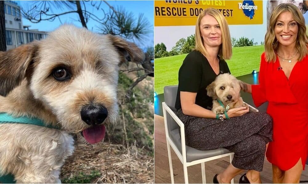 Hobie Caolho é coroado o cão de resgate mais fofo do mundo em 2023