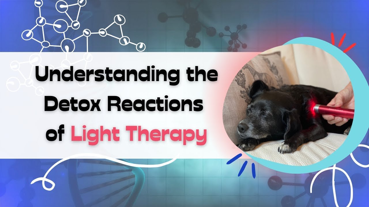 O bem-estar do seu animal de estimação: entendendo as reações de desintoxicação com a terapia da luz vermelha