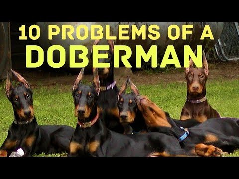 Problems Of Doberman Pinscher  | Royal Soldier | #shorts #doberman #dog #pets