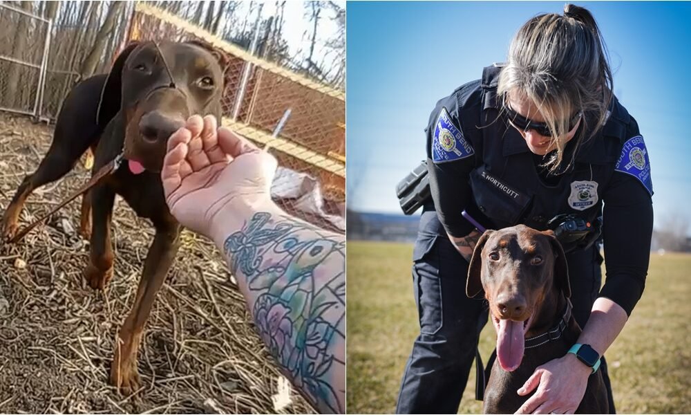 Cachorro encontrado com focinho amarrado com zíper, adotado pelo mesmo policial que o resgatou