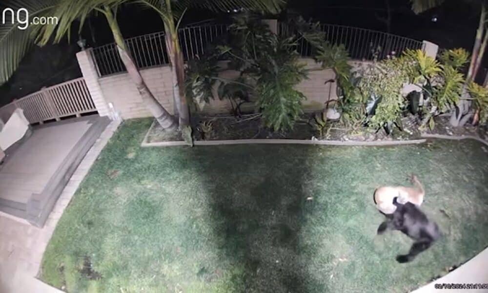 Cachorro sobrevive ao ataque violento de um leão da montanha no quintal de uma casa na Califórnia