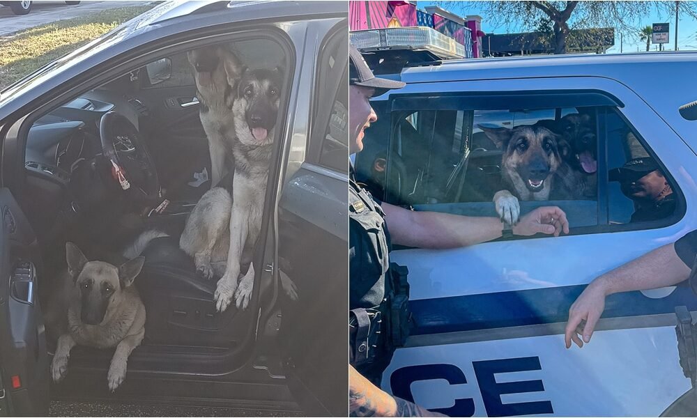 Cães pulam no carro de um estranho e ‘não queriam sair’, então a polícia teve que ajudar