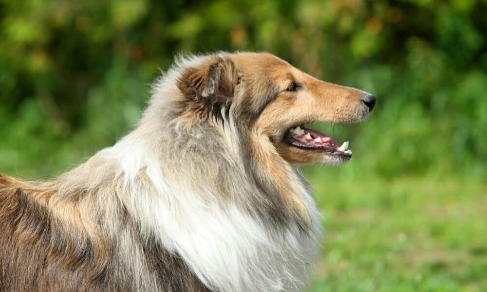 Tamanho do corpo e formato do rosto ajudam a prever a vida útil de um cão, revela estudo