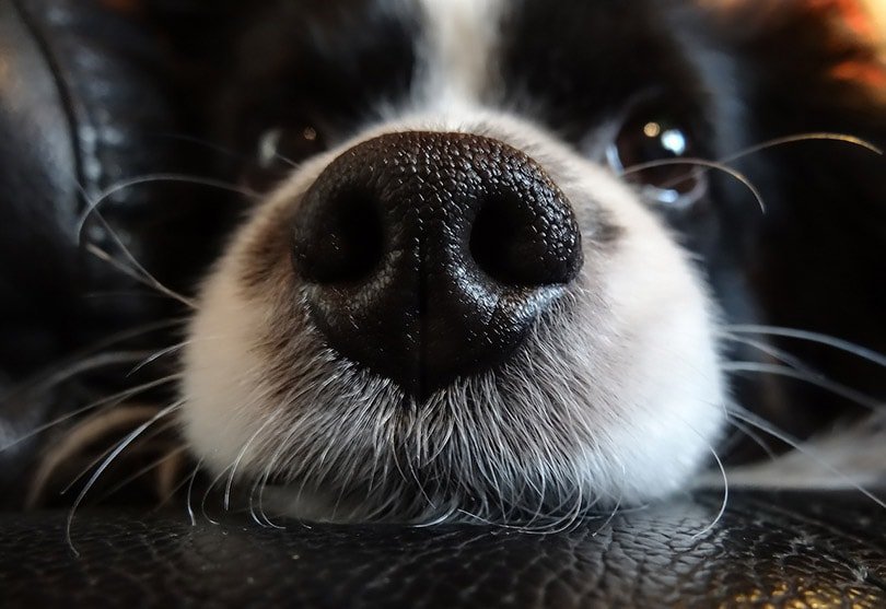 close up of a black and white dog