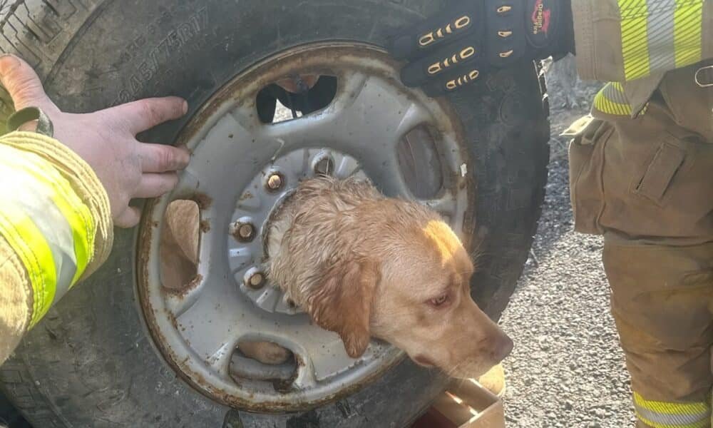 Cachorro com cabeça presa na borda do pneu é resgatado por bombeiros de Nova Jersey