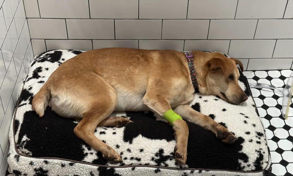 Cachorro resgatado é vítima de atropelamento e fuga, comunidade ajuda a pagar sua cirurgia de emergência