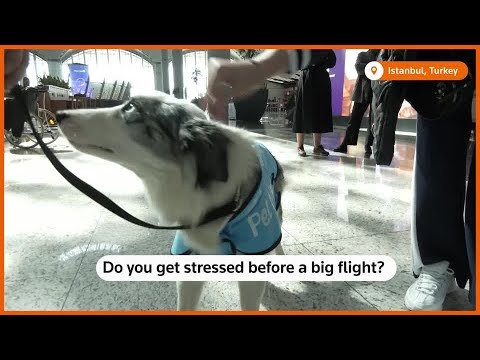 Cães de terapia agora disponíveis para ajudar viajantes tensos no aeroporto de Istambul