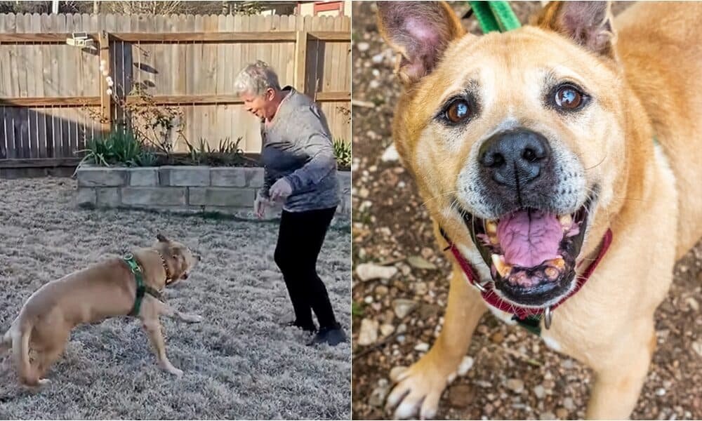 Cão idoso que passou 700 dias em abrigo encontra a combinação perfeita em uma viúva idosa