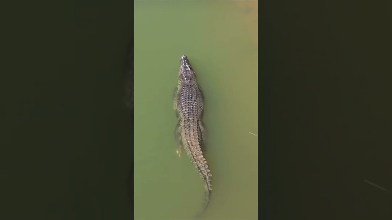 Fatos sobre crocodilos de água salgada