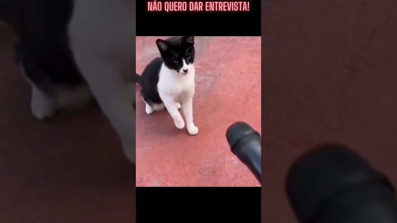 Gato não quer dar entrevista #shorts #pets #animaisengraçados