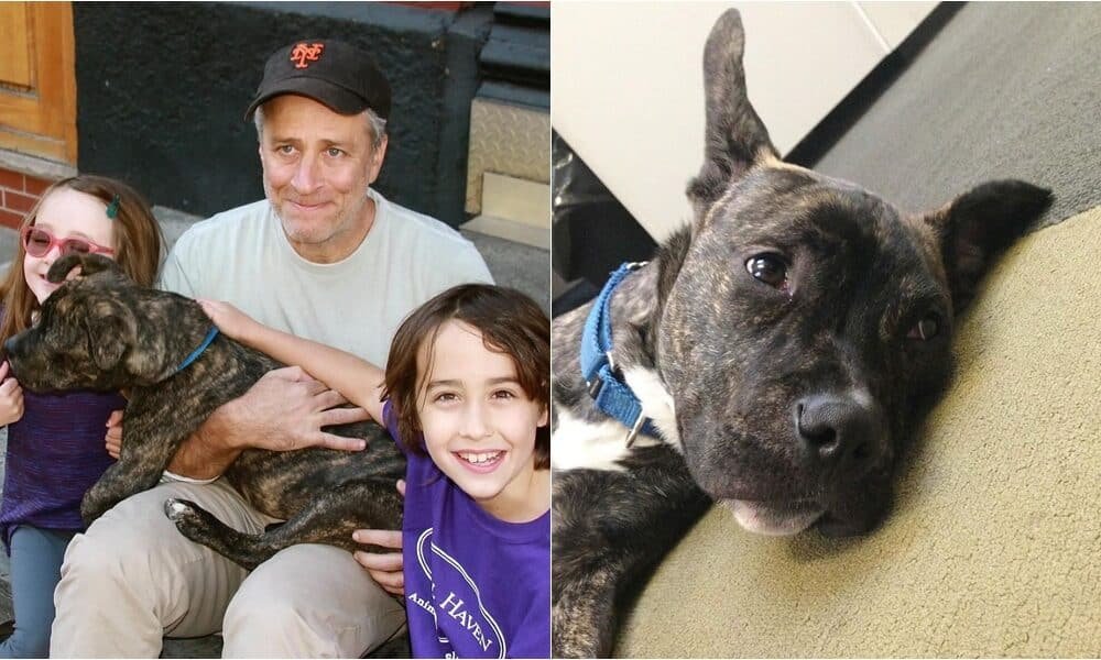 Jon Stewart homenageia seu falecido cachorro no 'The Daily Show' e ajuda a arrecadar US $ 35 mil para abrigo de animais