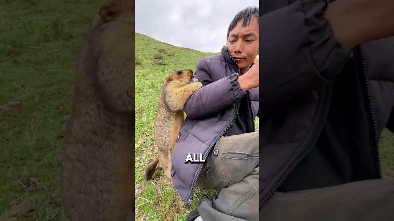 Marmota amigável come da mão de um caminhante
