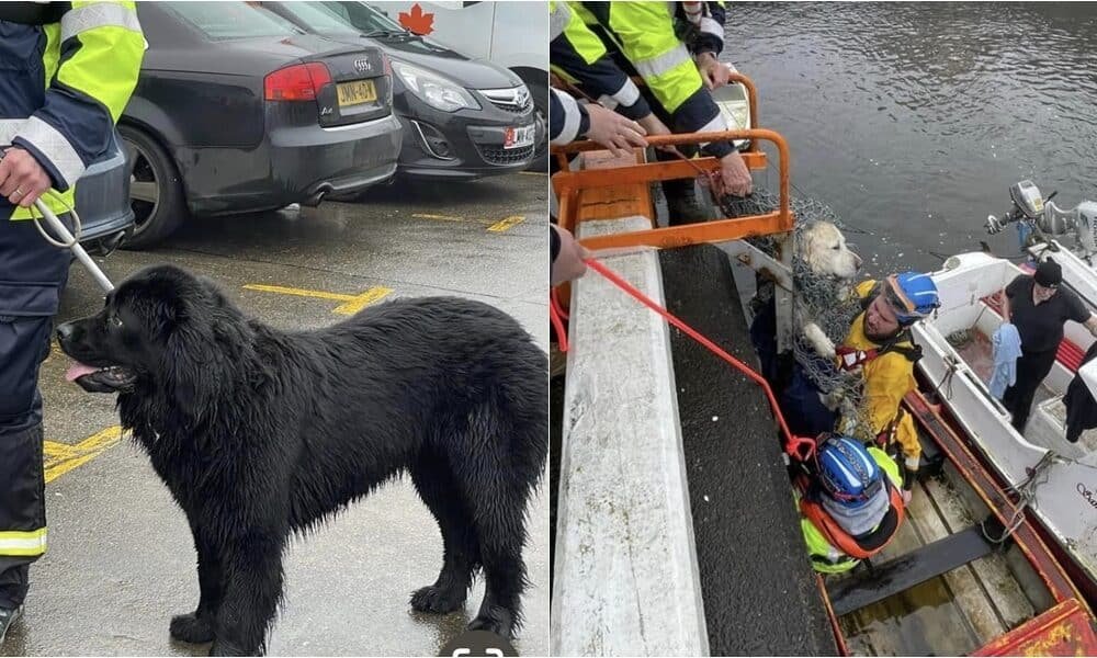 Newfoundland ajuda a resgatar seu amigo canino do afogamento