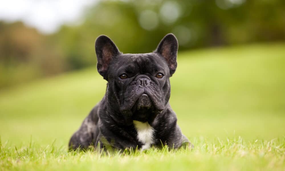 O Bulldog Francês continua sendo a raça de cães mais popular nos EUA