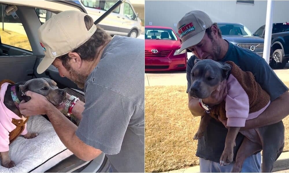 O cão de resgate de Dave Portnoy se torna viral e usa plataforma para arrecadar dinheiro para resgate de animais