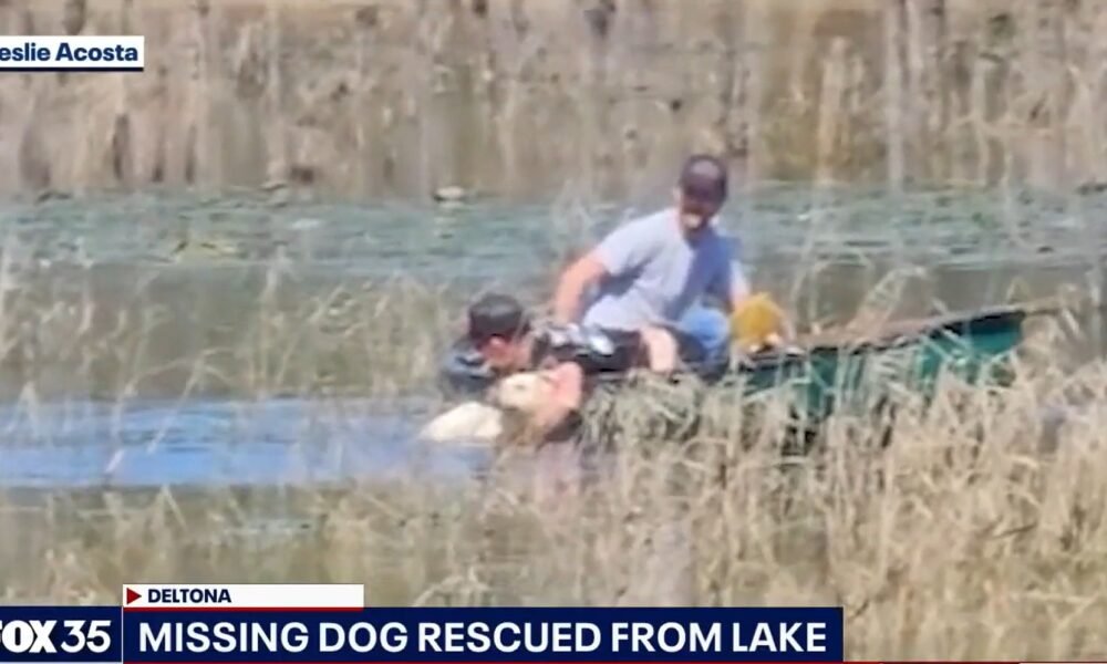 O dia relaxante da família no lago se transforma em uma missão de resgate depois de avistar um cachorro tentando se manter à tona