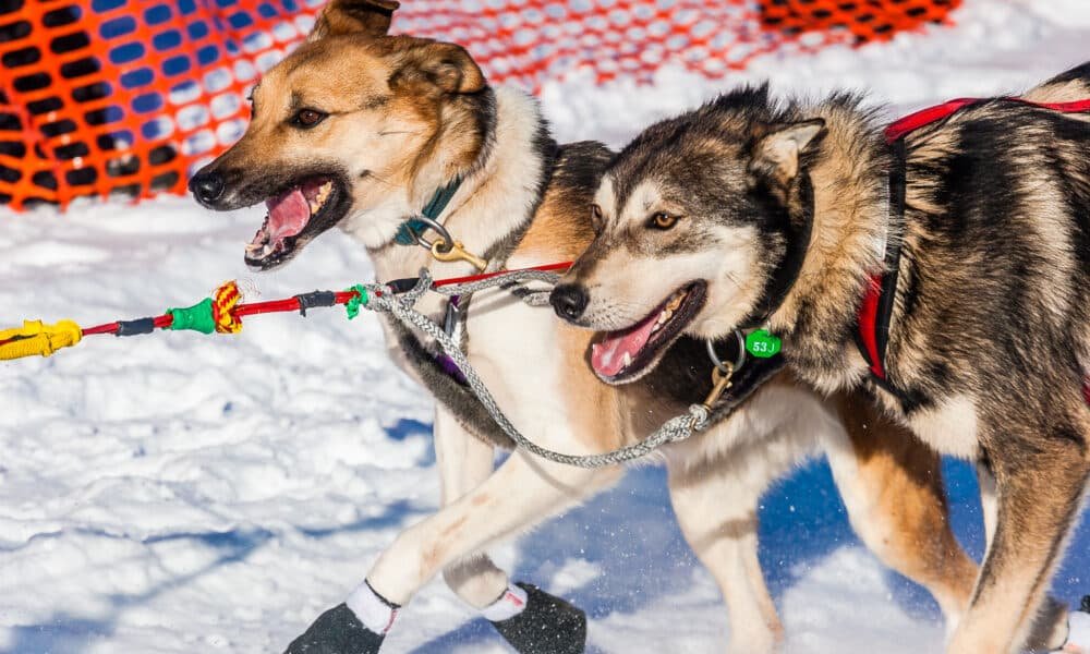 PETA pede o fim de Iditarod depois que três cães morrem na corrida deste ano