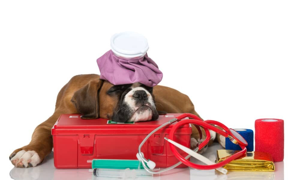 Supplies And Procedures That Could Save Your Dog’s Life