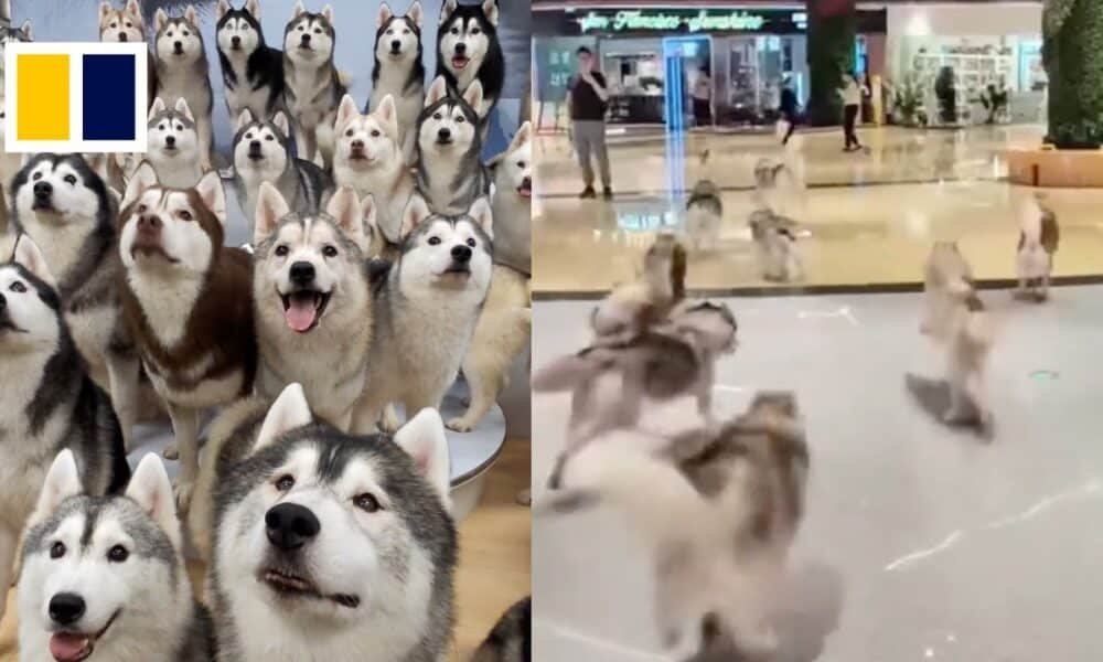 100 Huskies correm entusiasmados dentro de um shopping na China depois de escaparem do Dog Cafe