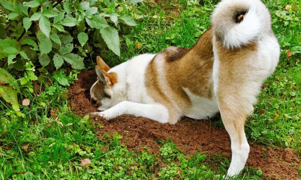 Cachorro escava velha bomba militar enterrada no quintal do proprietário