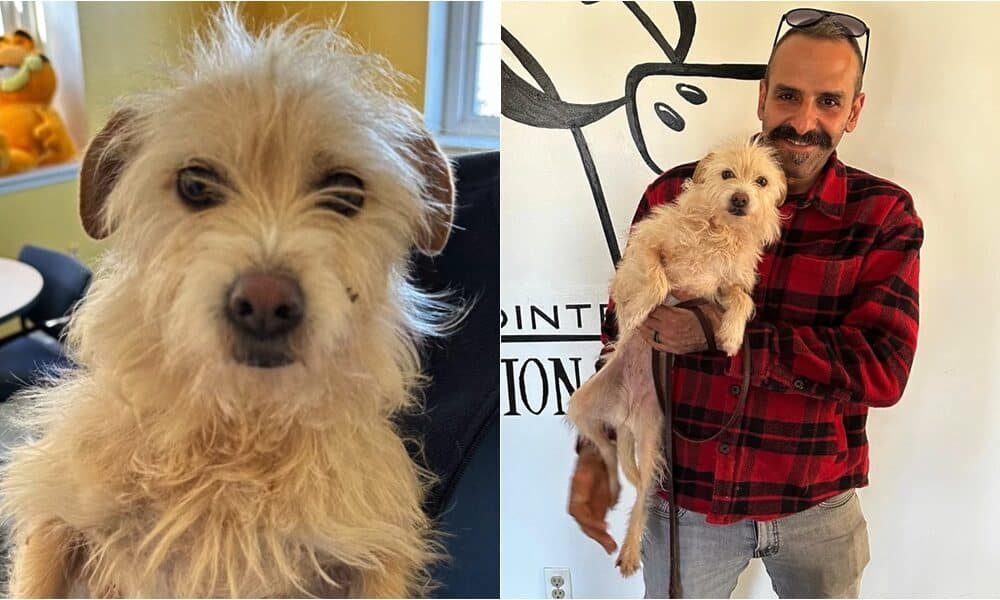 Cachorro que desapareceu por 9 meses é encontrado a 3.200 quilômetros de sua casa na Califórnia