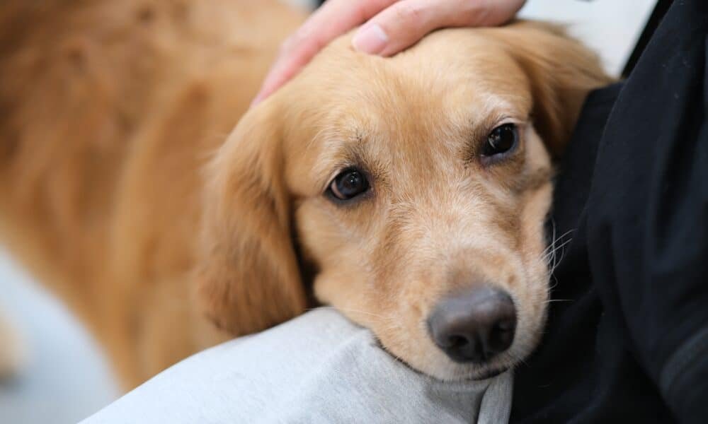 Cães podem sentir o cheiro de TEPT e outros traumas em humanos através da respiração, mostra estudo